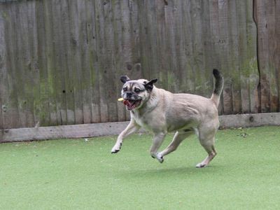 Winston | Pug Cross | Glasgow - 3