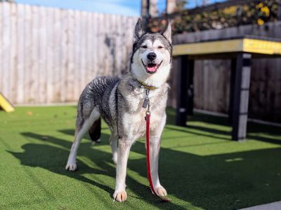 Jellycat | Siberian Husky | Cardiff - 3