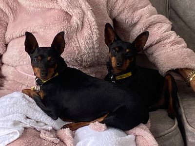 Nala | Pinscher (Miniature) | Bridgend (Wales) - 5