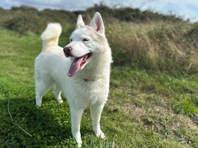 Misty | Siberian Husky | Shoreham (Sussex) - 5