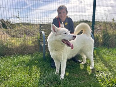 Misty | Siberian Husky | Shoreham (Sussex) - 3