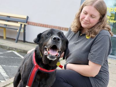 Ken | Retriever (Labrador) | Leeds - 3