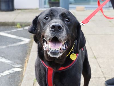 Ken | Retriever (Labrador) | Leeds - 1