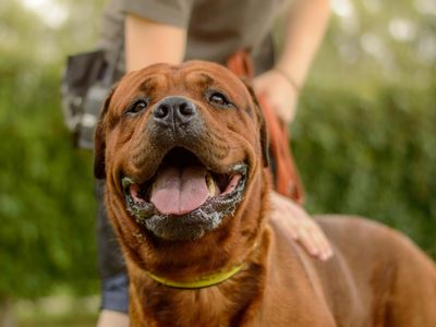 Clyde | Crossbreed | Kenilworth (West Midlands) - 3