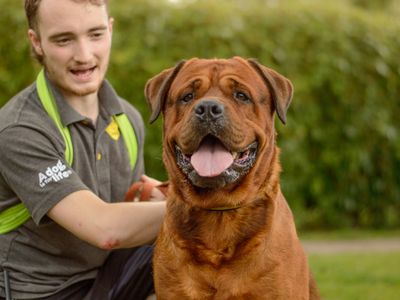 Clyde | Crossbreed | Kenilworth (West Midlands) - 1