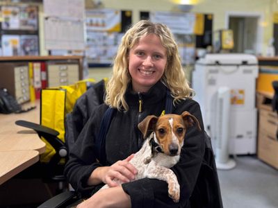 Peardrop | Terrier (Jack Russell) Cross | West Calder (Edinburgh) - 3