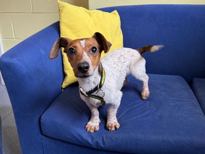 Peardrop | Terrier (Jack Russell) Cross | West Calder (Edinburgh) - 1