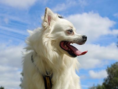 Jinxy | Pomeranian Cross | Merseyside (Liverpool) - 2