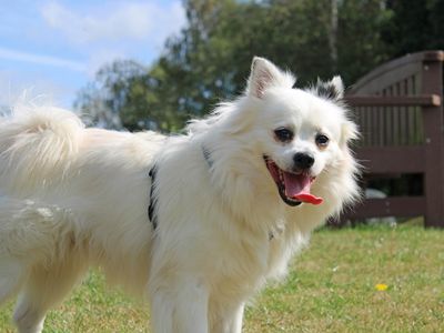 Jinxy | Pomeranian Cross | Merseyside (Liverpool) - 3
