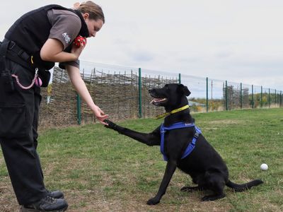 Dexter | Retriever (Labrador) Cross | Evesham (Worcestershire) - 3