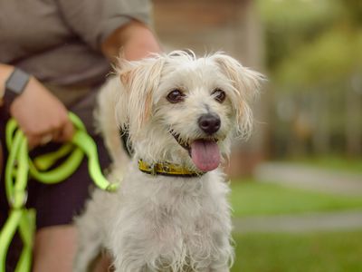 Leyla | Shih Tzu Cross | Kenilworth (West Midlands) - 2
