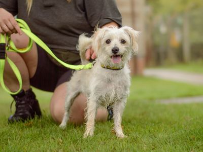 Leyla | Shih Tzu Cross | Kenilworth (West Midlands) - 3