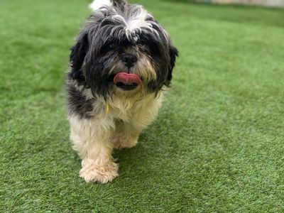 Mumble | Shih Tzu | West Calder (Edinburgh) - 3