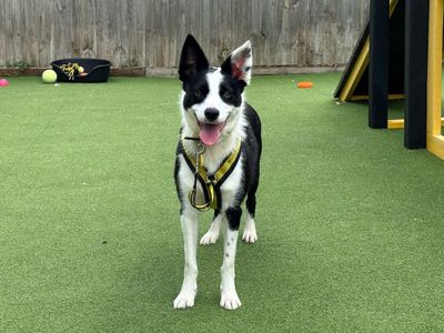 Lassie | Collie (Border) | Canterbury - 3