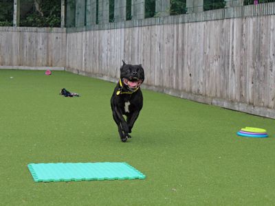 Cole | Terrier (Staffordshire Bull) | Glasgow - 3