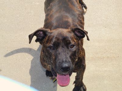 Mira | Italian Corso Dog Cross | Manchester - 5