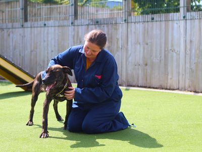 Mira | Italian Corso Dog Cross | Manchester - 3