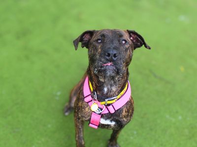Mira | Mastiff Cross | Manchester - 4