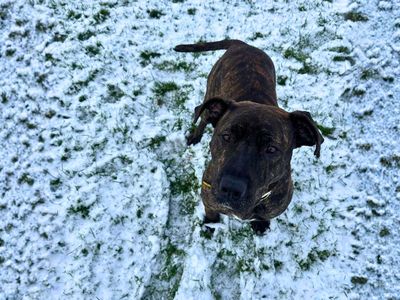 Mira | Mastiff Cross | Manchester - 5