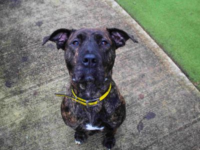 Mira | Mastiff Cross | Manchester - 3