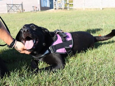 Snoop | Retriever (Labrador) Cross | Evesham (Worcestershire) - 2