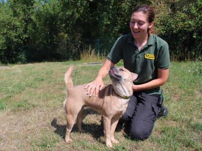 Tyla | Crossbreed | Evesham (Worcestershire) - 3
