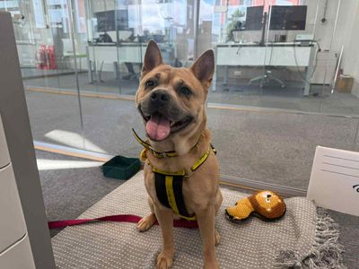 Tyla | Crossbreed | Evesham (Worcestershire) - 5