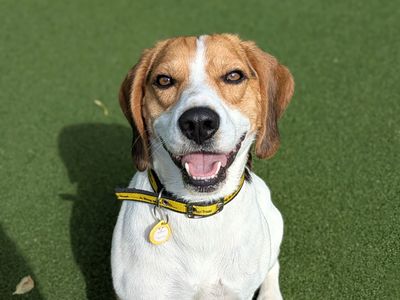 Is a Beagle a Good Family Dog: Discover the Perfect Pet Match