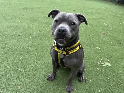 Saffie | Terrier (Staffordshire Bull) | Ilfracombe - 2