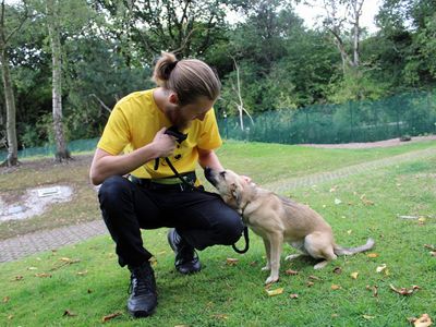 Faye | Crossbreed | Merseyside (Liverpool) - 3