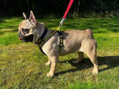 Bear | French Bulldog | Canterbury - 3