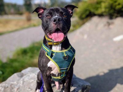 Koda | Terrier (Staffordshire Bull) | Cardiff - 5