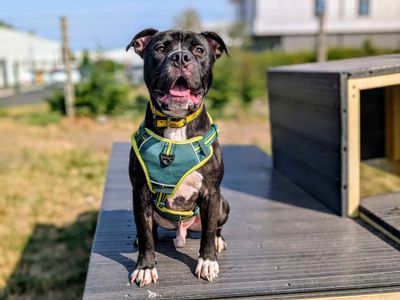 Koda | Terrier (Staffordshire Bull) | Cardiff - 3