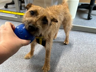 Nacho | Terrier (Patterdale) Cross | Bridgend (Wales) - 3