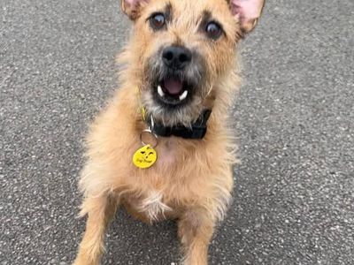 Nacho | Terrier (Patterdale) Cross | Bridgend (Wales) - 5