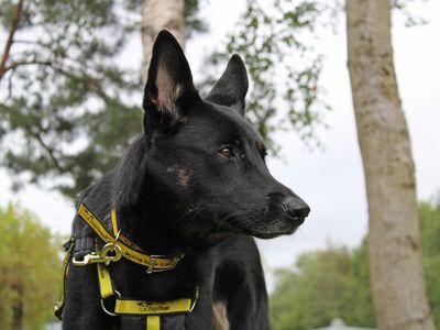 Ayka | German Shepherd Dog Cross | Merseyside (Liverpool) - 1