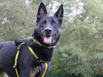 Ayka | German Shepherd Dog Cross | Merseyside (Liverpool) - 3