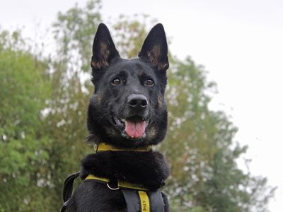 Ayka | German Shepherd Dog Cross | Merseyside (Liverpool) - 1