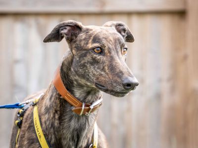 Nick | Greyhound | Loughborough - 3
