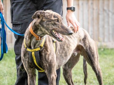 Nick | Greyhound | Loughborough - 5
