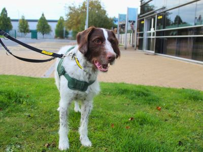 Jasper | Pointer (German Shorthaired) Cross | Manchester - 3