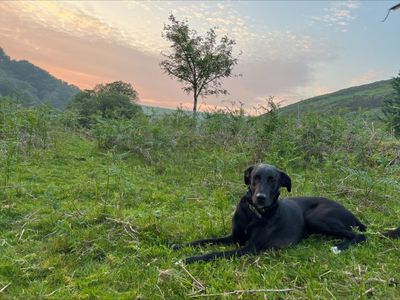 Gallo | Retriever (Labrador) Cross | Salisbury (Wiltshire) - 3