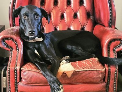 Gallo | Retriever (Labrador) Cross | Salisbury (Wiltshire) - 1