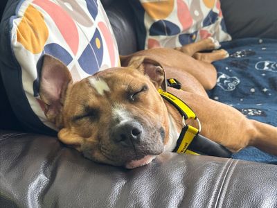 Cassie | Terrier (Staffordshire Bull) Cross | Bridgend (Wales) - 2