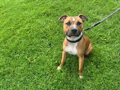 Cassie | Terrier (Staffordshire Bull) Cross | Bridgend (Wales) - 3