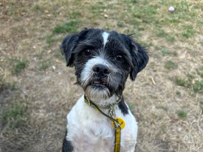 Capri | Shih Tzu | Basildon (Essex) - 3
