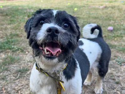 Capri | Shih Tzu | Basildon (Essex) - 2