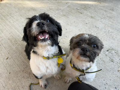 Capri | Shih Tzu | Basildon (Essex) - 5
