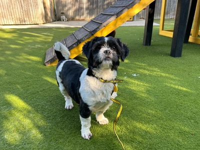 Capri | Shih Tzu | Basildon (Essex) - 3