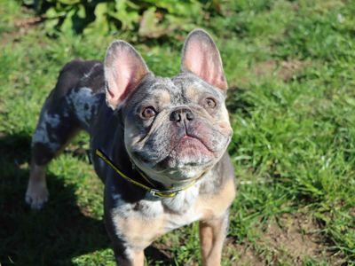 Rocco | French Bulldog | Darlington - 3